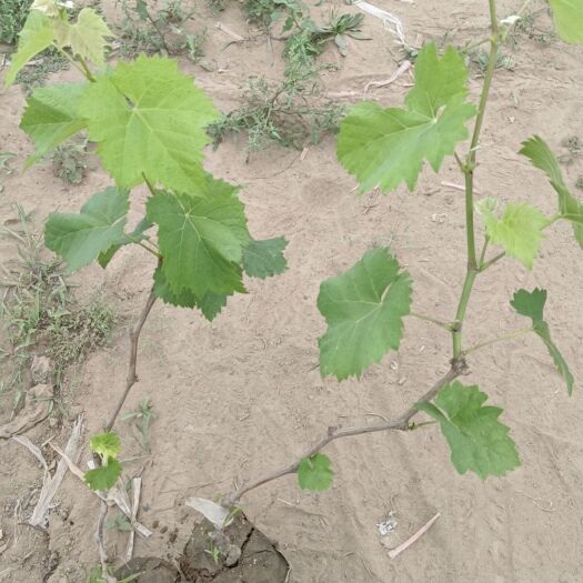 阳光玫瑰夏黑嫁接营养杯葡萄树