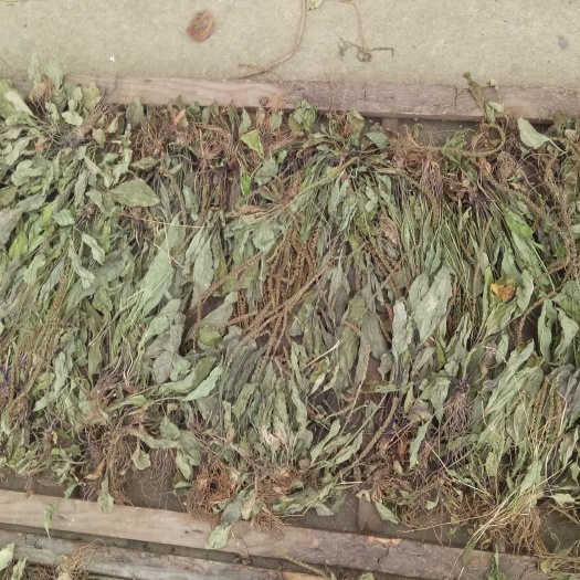 宁强县车前草出售