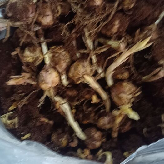 北京百合种球降价处理，带芽，园林绿化用，占地用