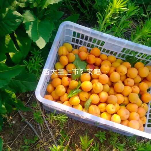 菏泽金太阳.凯特