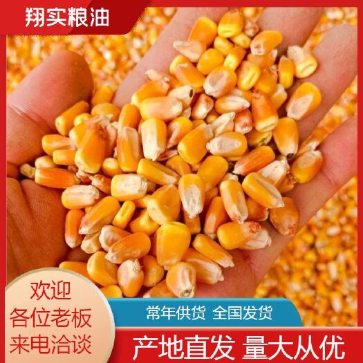 南阳玉米干粮  现货优质玉米供应