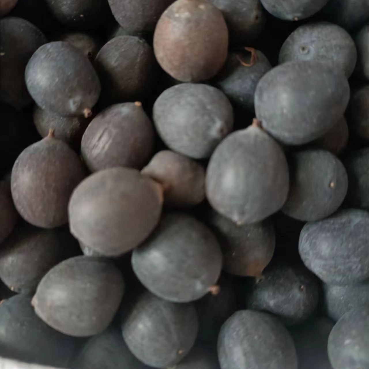 莲子铁莲子湖北武汉