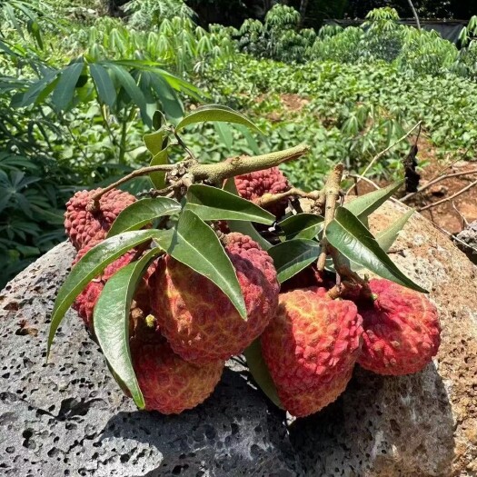 陵水县海南荔枝王