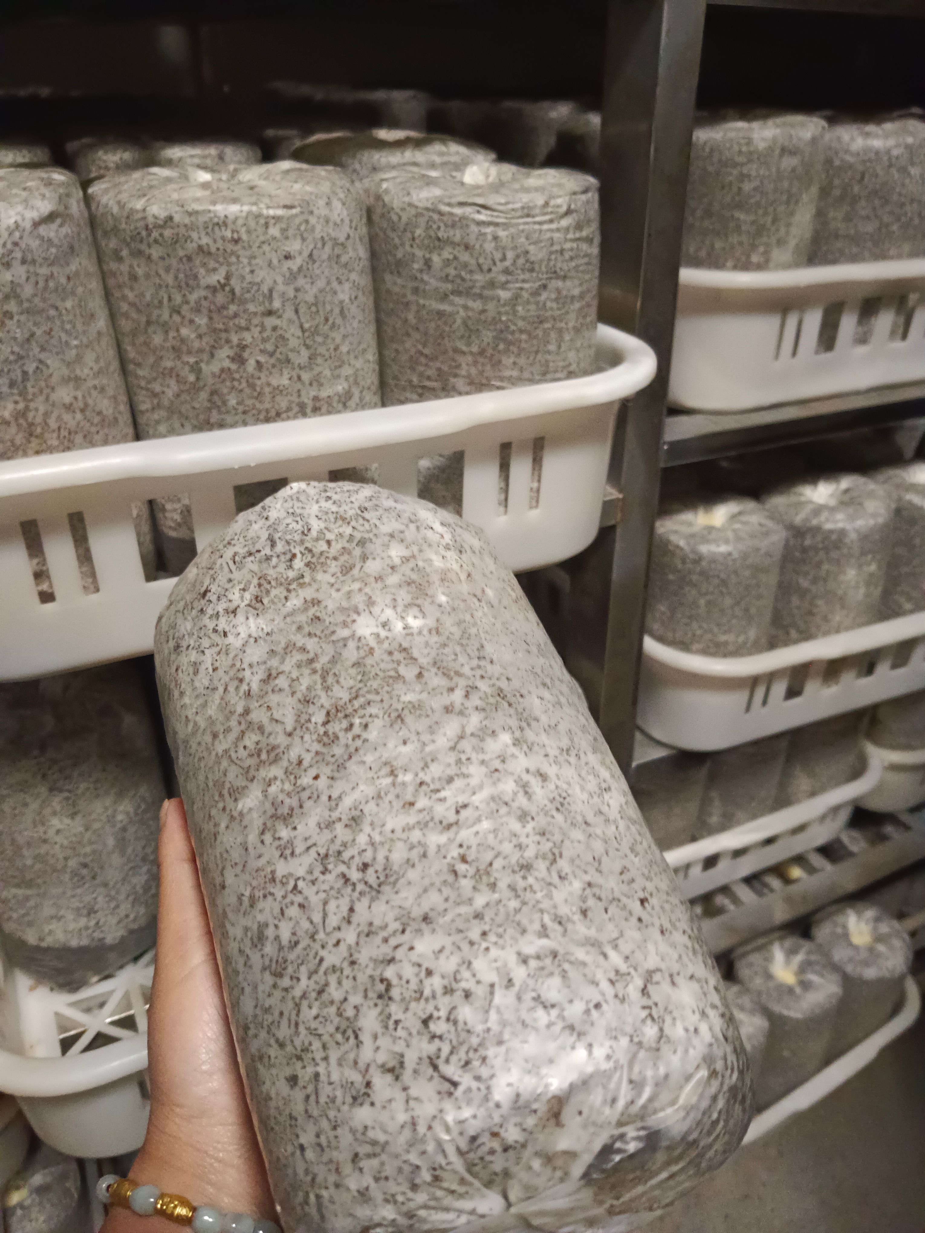 窝口灵芝大量供应。适合夏季的产品
