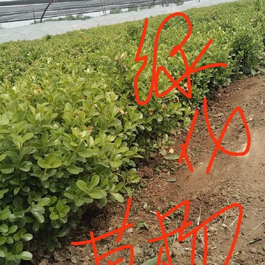 青州市30打底，分枝多.冠幅大