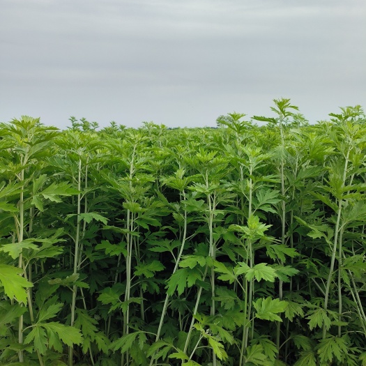 端午艾草预订
