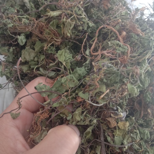 乐山包邮水洗积雪草，干净无杂质