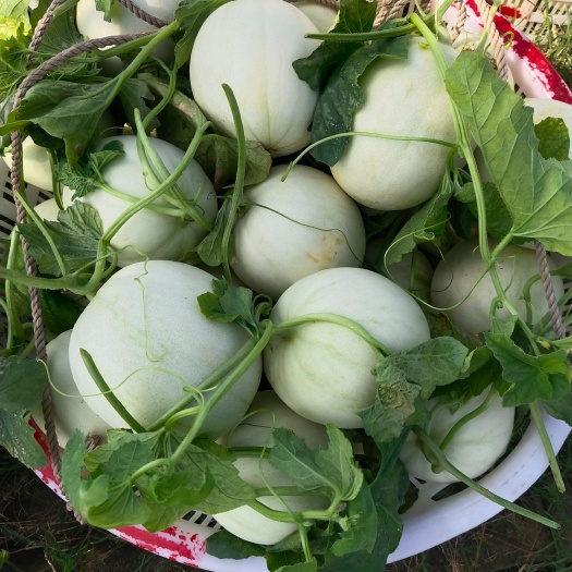 玉菇
