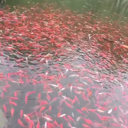 十堰红草金鱼