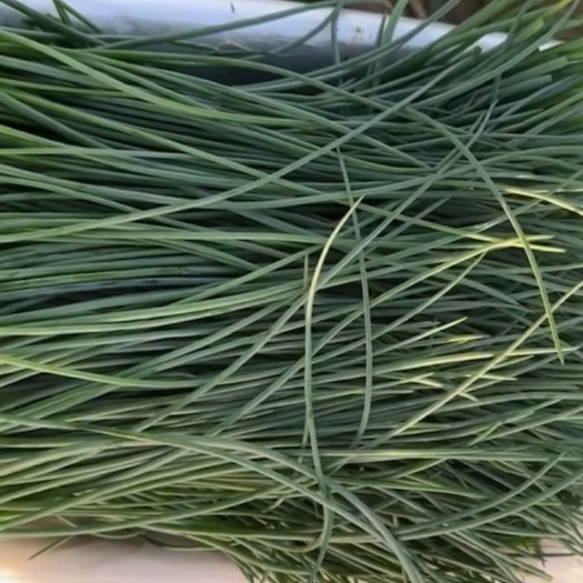 新鲜沙葱，常年销售