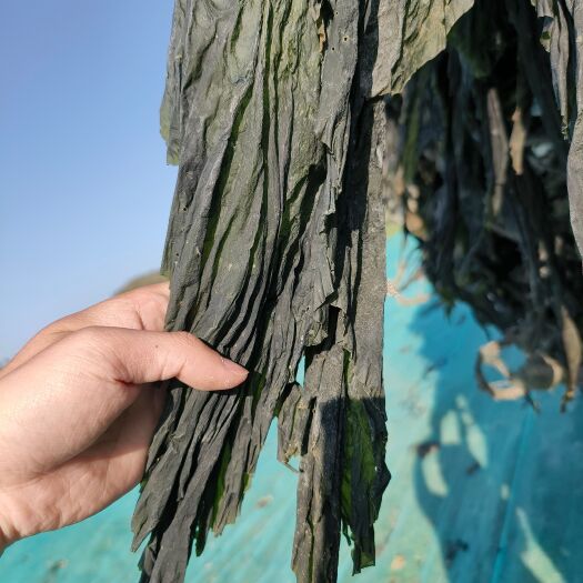 霞浦县福建霞浦源头直供海带系列产品，纯批发价