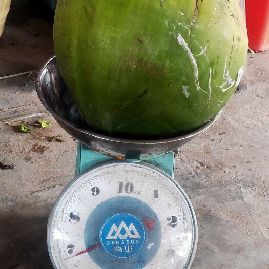 文昌市海南新鲜青皮椰子