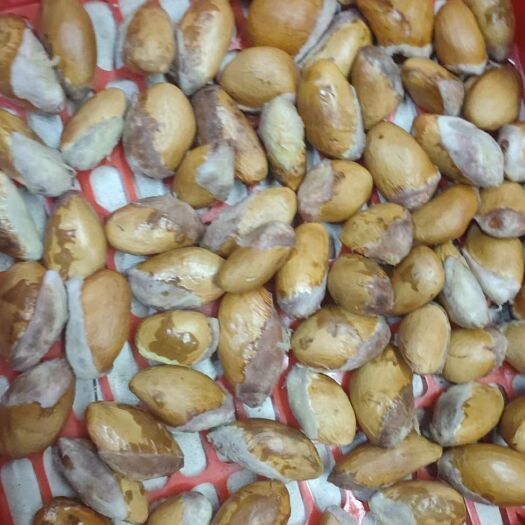 景洪市榴莲种子苗圃专用，苗圃量大提前预订，十斤以上批发价，芽率9成