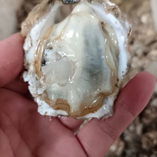 深圳乳山生蚝大豆一元一个产品