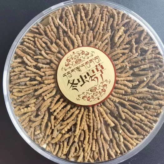常州冬虫夏草大断草
