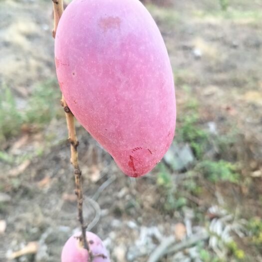 攀枝花鱼鲊大贵妃