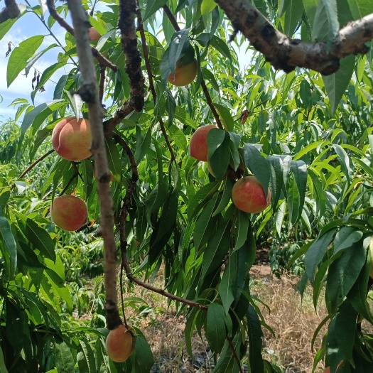 金华6月桃找商家