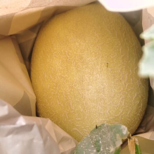 吐鲁番精品哈密瓜金色年华