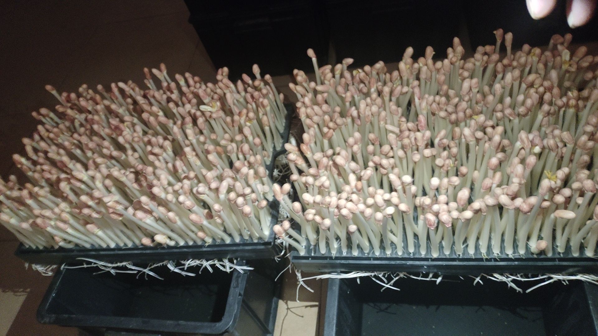 花生芽，长寿芽，水培