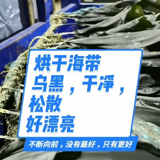 霞浦县精品海带食品级（2024散菜）