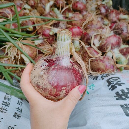 平度市平度本地水果洋葱上市