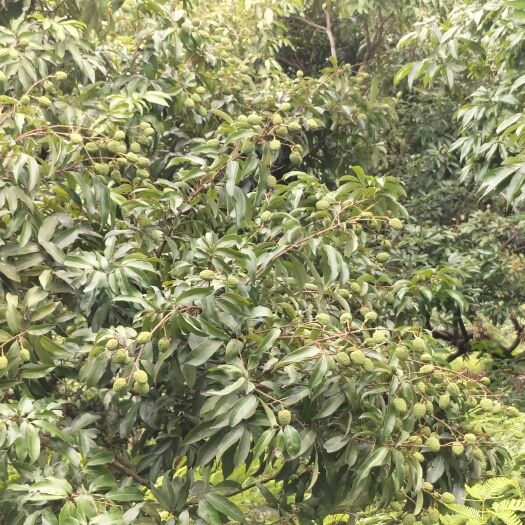 东莞市桂味 糯米糍 大批量货源
