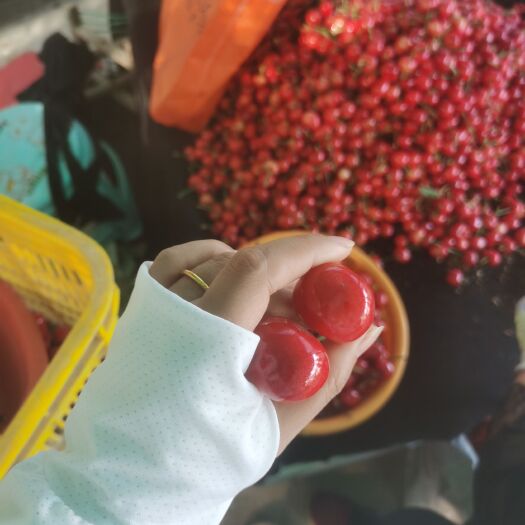烟台红灯樱桃