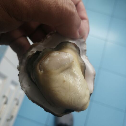 乳山市产地直达生蚝，三倍体，货源稳定，供应充足，规格齐全，