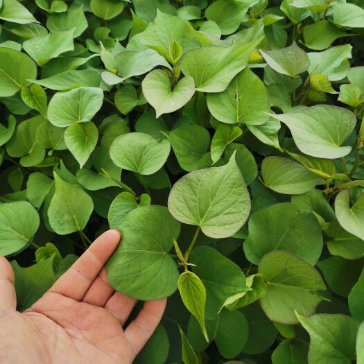 渭南红薯苗原种脱毒秦薯5号红薯苗