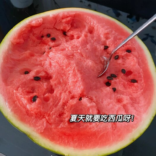 勉县精品无籽美都西瓜