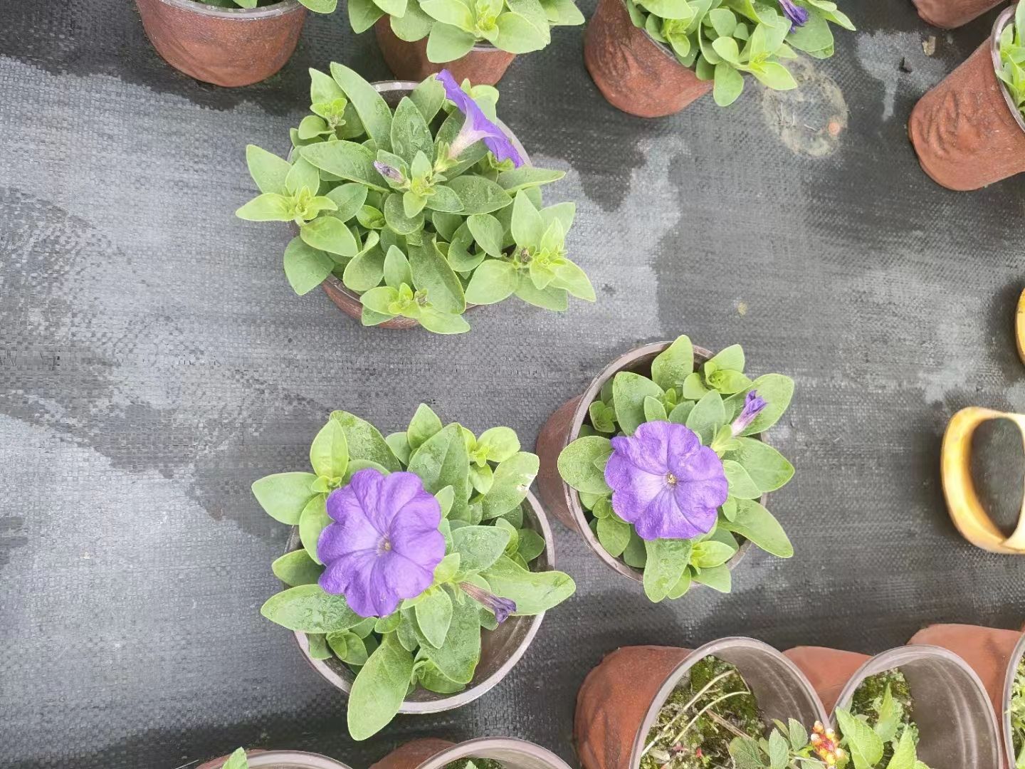 出售矮牵牛，双色杯矮牵牛
