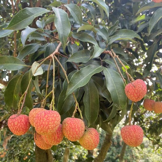 高州市高州根子荔枝