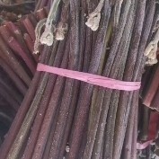 安顺腌制红蕨菜