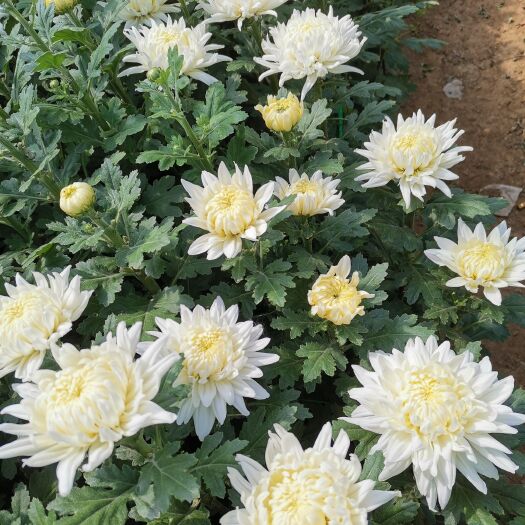新沂市白菊 菊花鲜切菊花祭祀用花