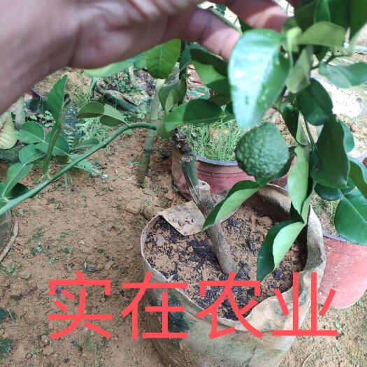 罗定市泰国皱皮丑柠檬
