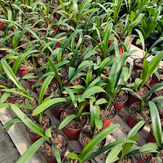 沈阳君子兰基地大量批发