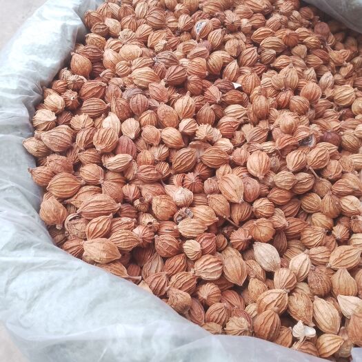 昆明香砂仁