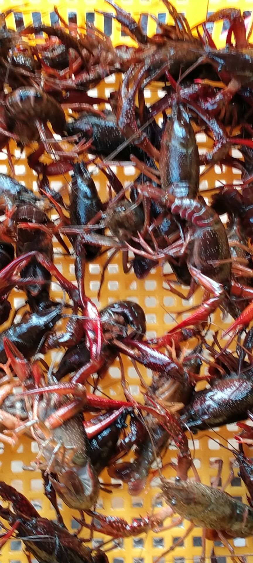 宁波本地龙虾