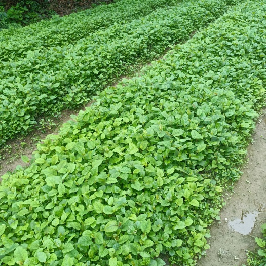修水县虎杖种苗