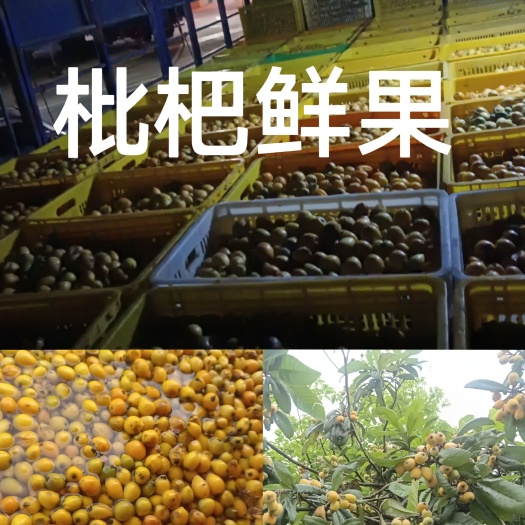 郁南县云浮郁南枇杷果（厂货）
