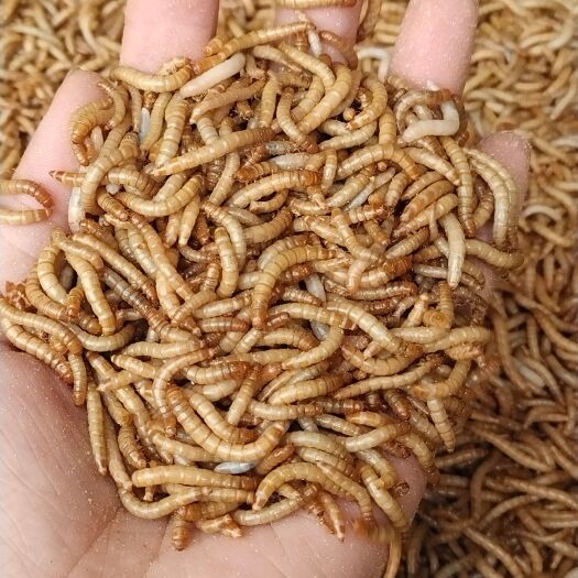 南宁黄粉虫面包虫
