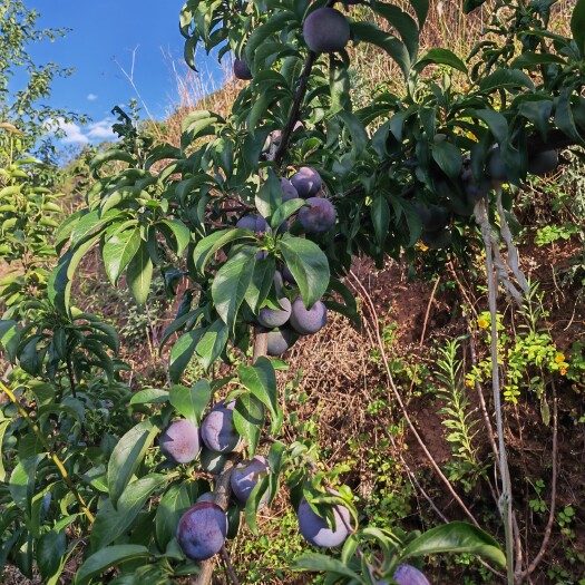 凉山会理五月脆大量