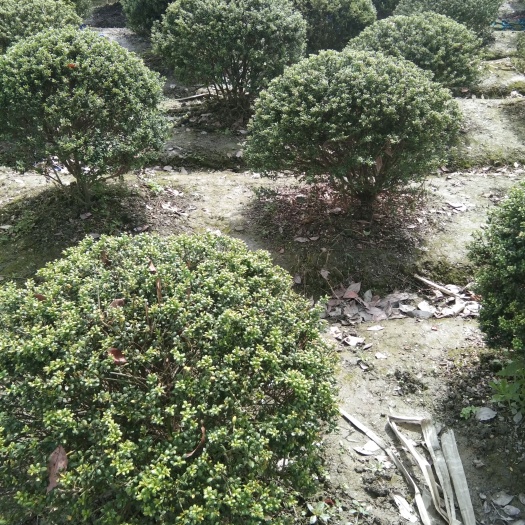 成都成都龟甲冬青球基地，龟甲冬青球批发，龟甲冬青球大量供应