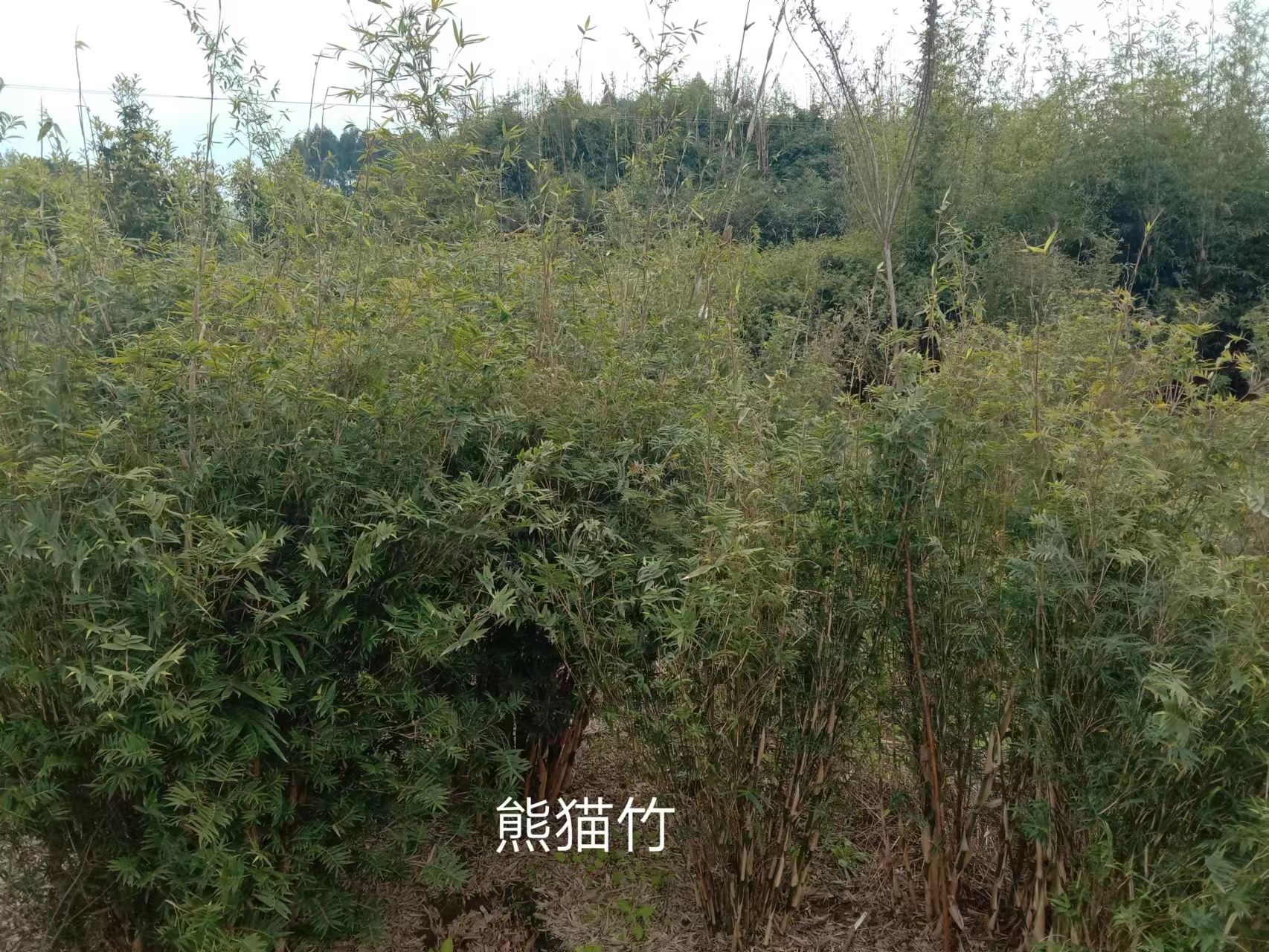 成都熊猫竹批发，熊猫竹种植基地，各种竹子供应
