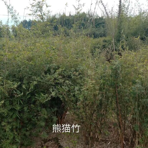 成都熊猫竹批发，熊猫竹种植基地，各种竹子供应