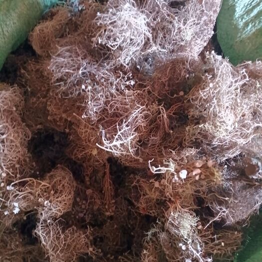 维西县树花菜
