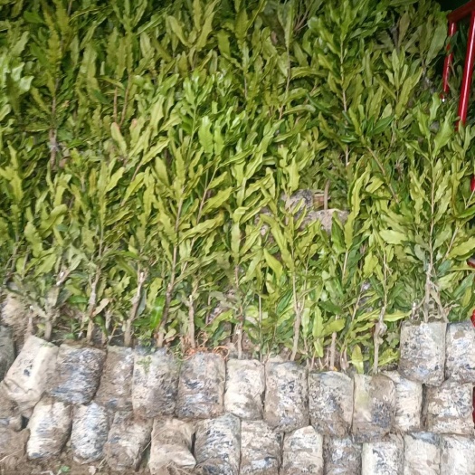瑞丽市大小苗都有桂热一号