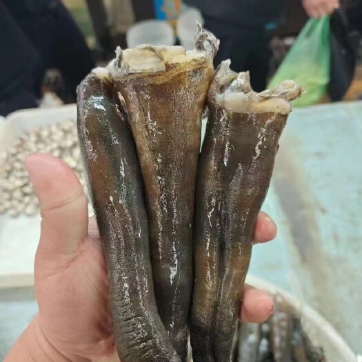 海笋贝