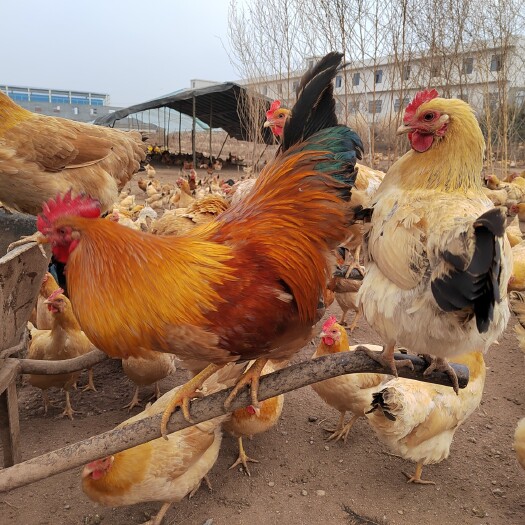 广水市专注大体型皖南黄育种，黄毛黄腿，肉质细腻，母鸡平均三斤二三两