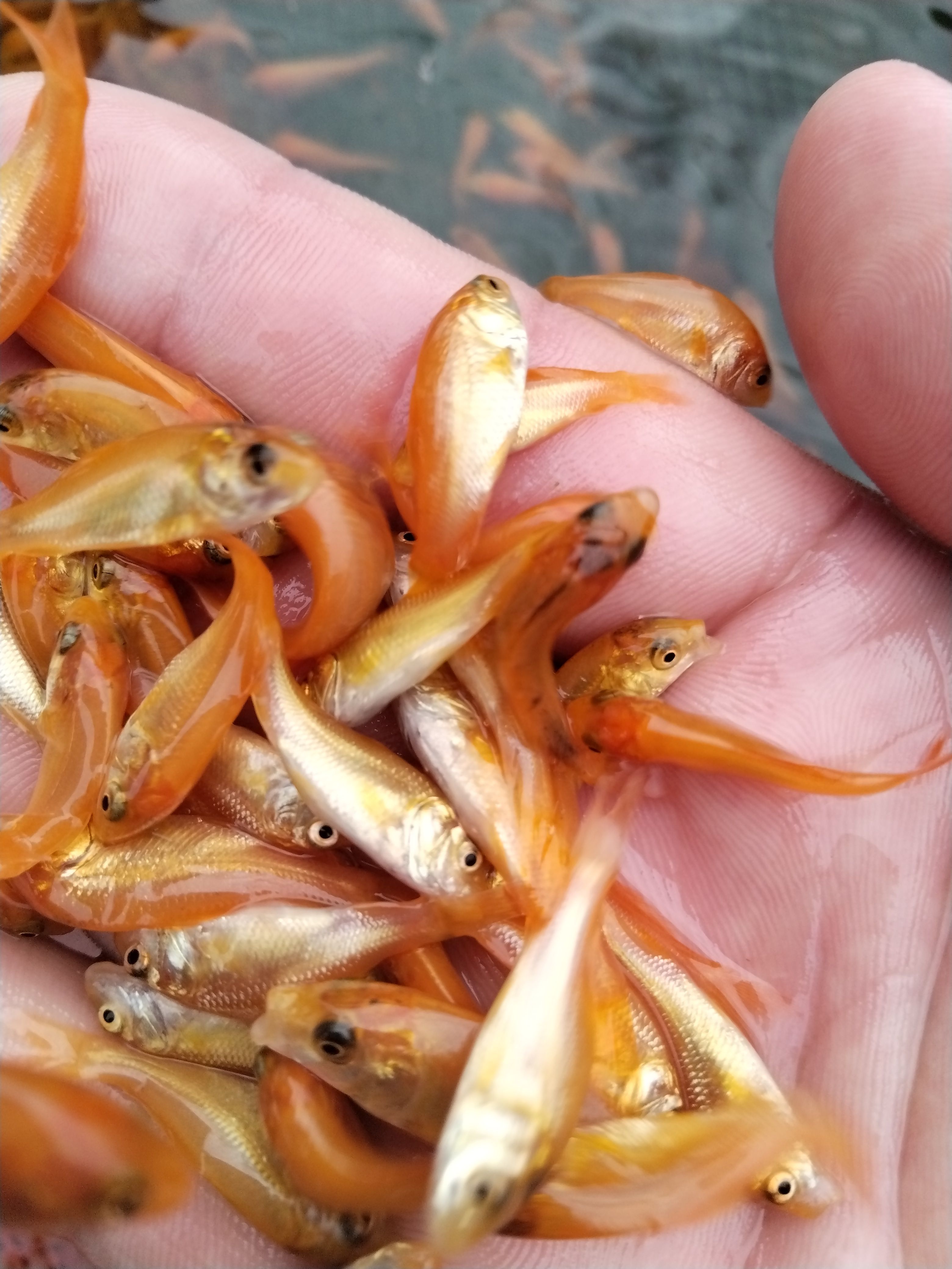 紅鯉魚(yú)苗